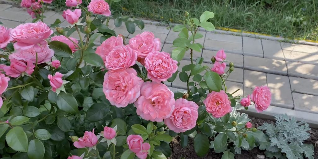 Как посадить розу: выберите саженец