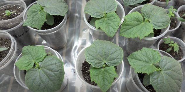 Как вырастить огурцы: подкармливайте растения, когда у них появятся два настоящих листа