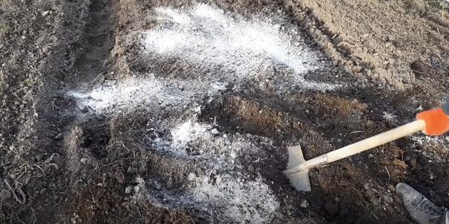 Как посадить свёклу: внесите удобрения и перекопайте грядку на штык лопаты