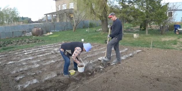 Как сажать картошку под лопату 