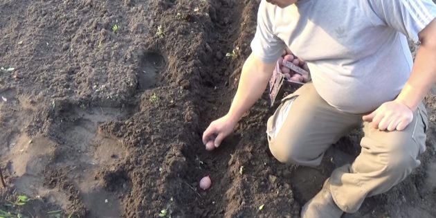 Как сажать картошку и ухаживать за ней, чтобы собрать большой урожай -Лайфхакер