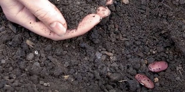 Как посадить стручковую фасоль