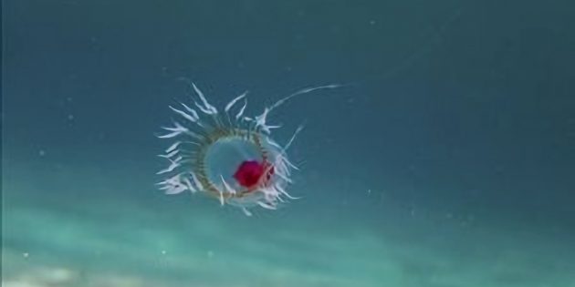 Тайны океана: как медуза турритопсис живёт вечно