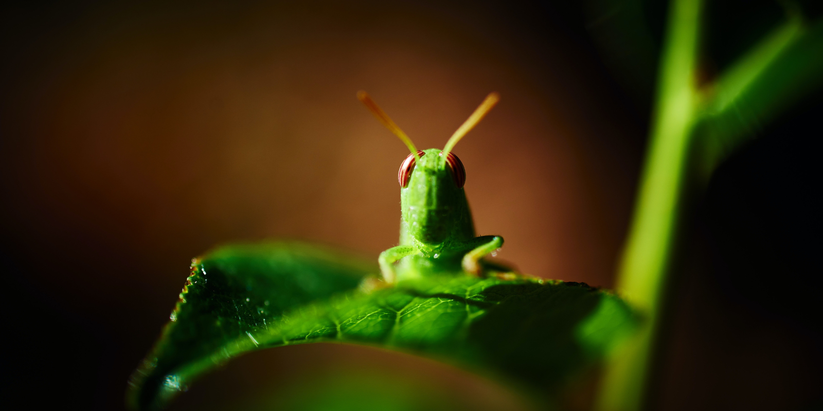 рак саранча