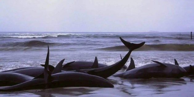 Тайны океана: выбросившиеся на берег киты