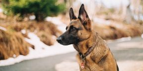 Собак научили определять COVID-19 даже у людей с бессимптомной болезнью