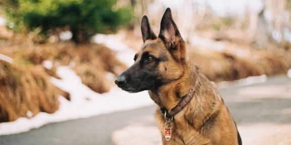 Собак научили определять COVID-19 даже у людей с бессимптомной болезнью