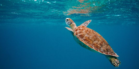 В Тихом океане регулярно поднимается температура воды. Из-за этого гибнут животные и цветут токсичные водоросли
