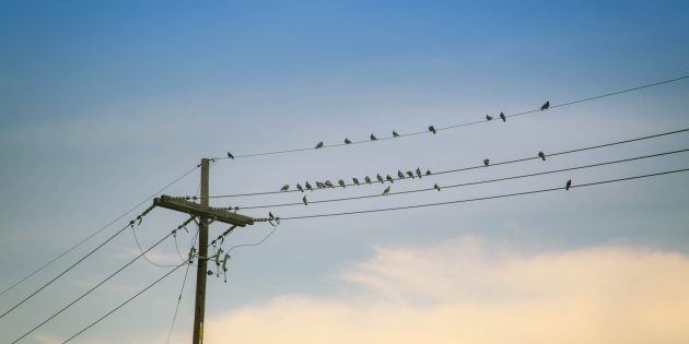 Странные теории заговора: птицы — это дроны, созданные правительством США