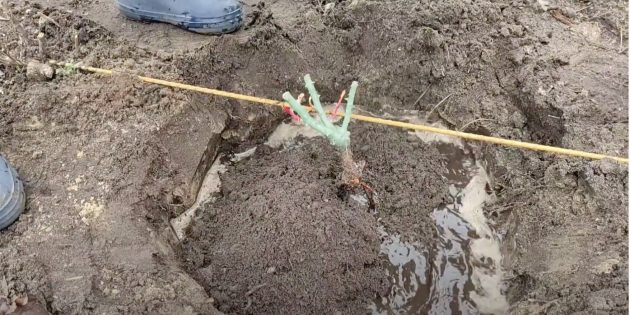 Как посадить розу: поставьте саженец в яму с водой и досыпайте грунт