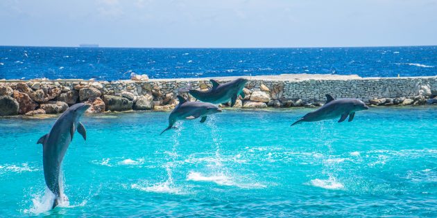 10 мифов о дельфинах, в которые вы верите зря