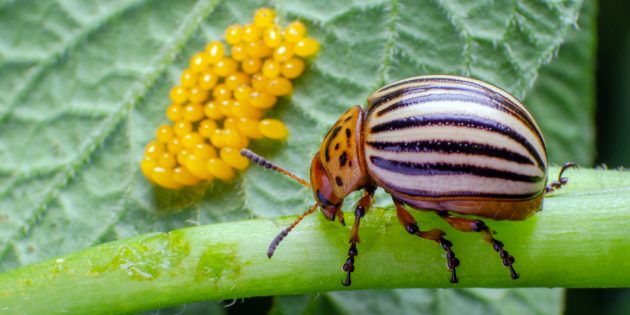 Как избавиться от колорадского жука на картошке 