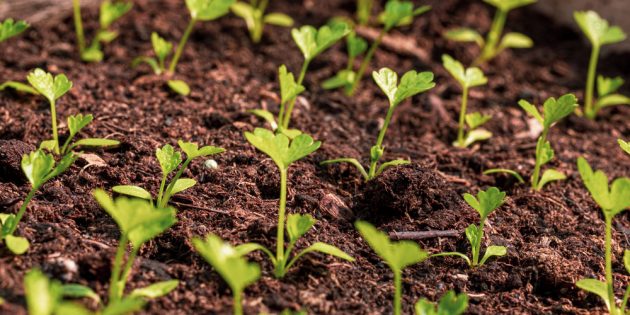 Как посадить и вырастить петрушку - Лайфхакер