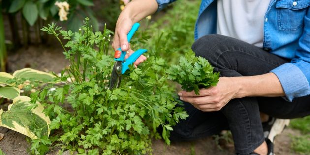 Как посадить и вырастить петрушку - Лайфхакер