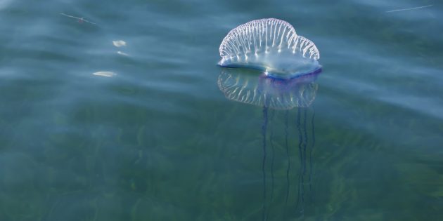 Португальский военный корабль: укусы этой медузы очень опасны
