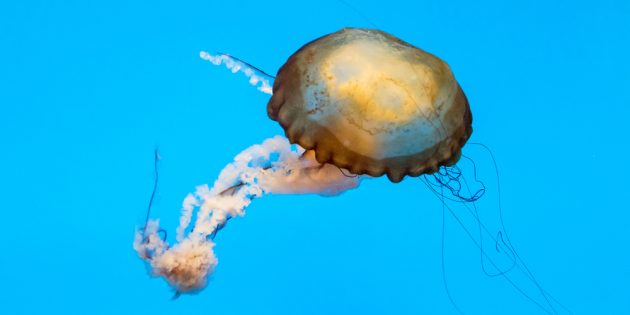 Морская крапива: укусы этой медузы очень опасны