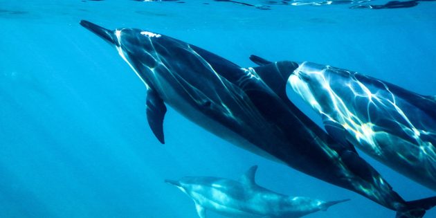 10 мифов о дельфинах, в которые вы верите зря