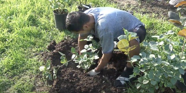 Как посадить розу: поместите саженец с земляным комом в яму и засыпьте пустоты грунтом