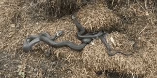 Как избавиться от змей на участке. Змеи могут обосноваться в компостной куче