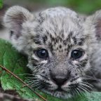 15 июля в России впервые отмечают День переднеазиатского леопарда