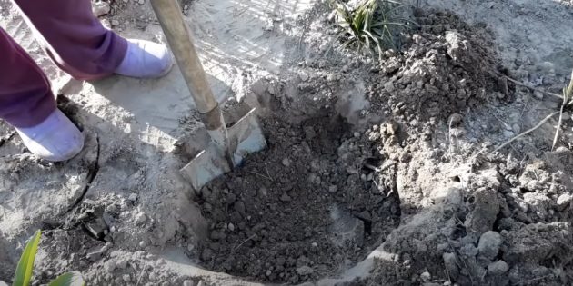 Сделайте яму, чтобы посадить лаванду