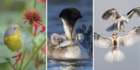 8 самых фотогеничных птиц 2022 года: объявлены победители Audubon Photo Awards