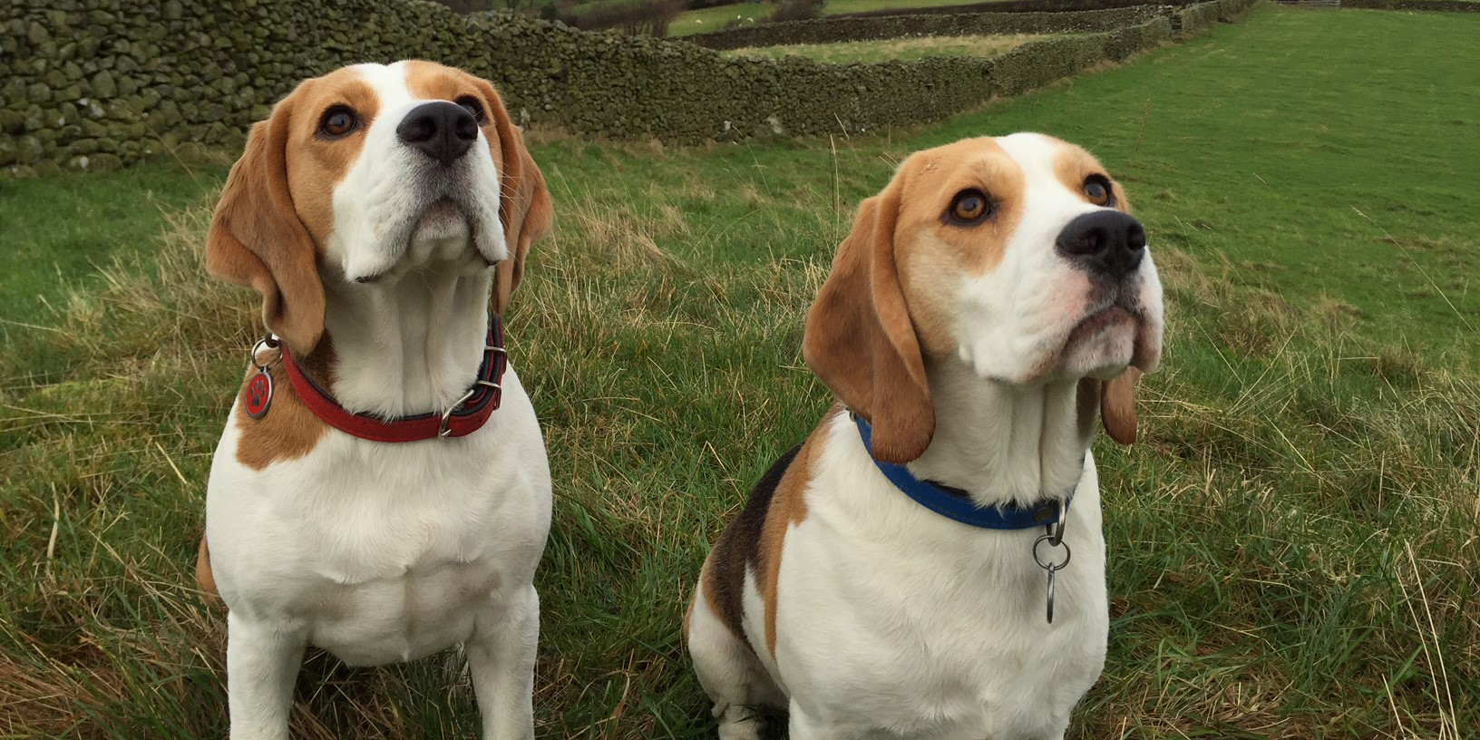 Учёные впервые клонировали щенков из клеток с отредактированным геномом