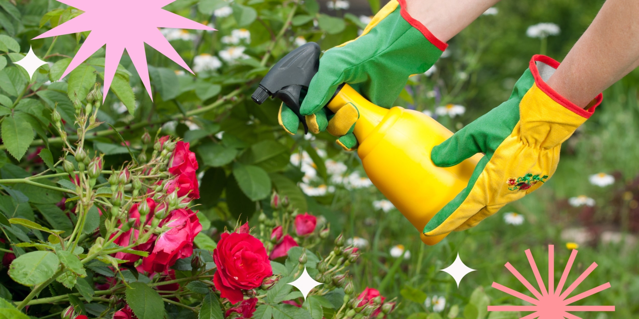 Можно ли осенью цветы поливать. Удобрение для роз. Поливайте комнатные растения сточными водами из ванны. Полив растений. Поливать цветы в саду.