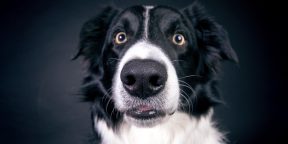Учёные подтвердили, что собаки «видят» мир носом