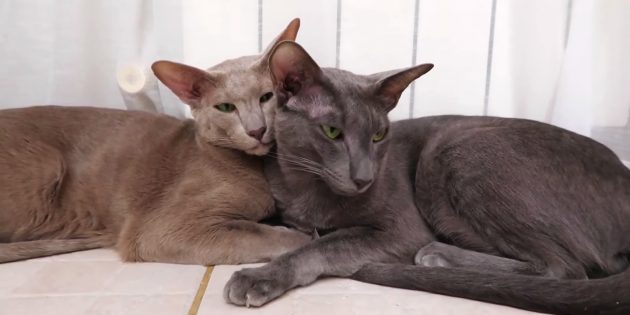 Гипоаллергенные кошки: ориентальная короткошёрстная кошка