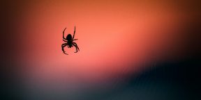 Учёные начали использовать мёртвых пауков в качестве робо-манипуляторов