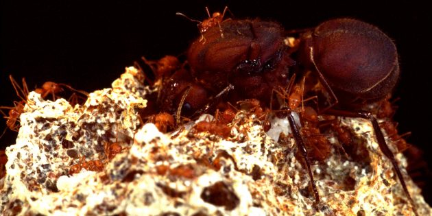 9 необычных вещей, которые умеют муравьи