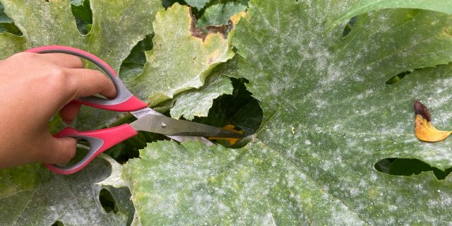 How to get rid of powdery mildness on cucumbers and other plants