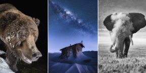 Объявлены победители фотоконкурса Nature Through the Lens