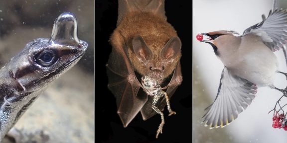 Объявлены победители фотоконкурса BMC Ecology and Evolution 2022. Выбрали 12 лучших кадров