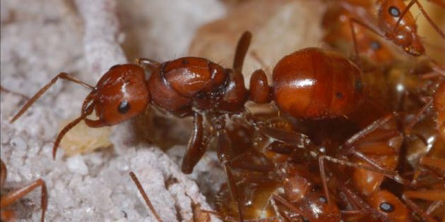 9 необычных вещей, которые умеют муравьи