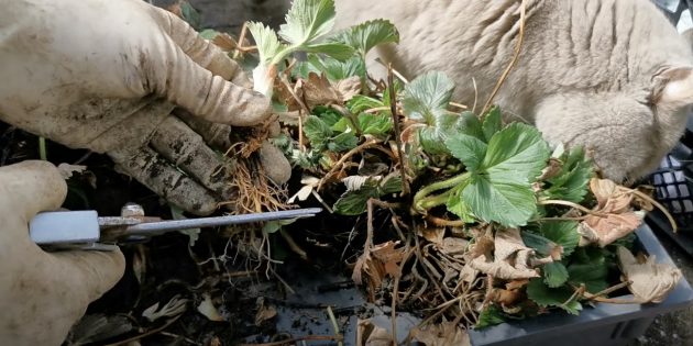 Как пересадить клубнику делением куста: обрежьте корни саженца