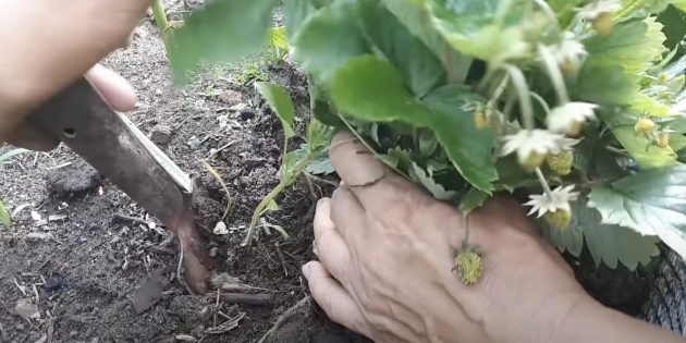 Как пересадить клубнику делением куста: выкопайте клубнику