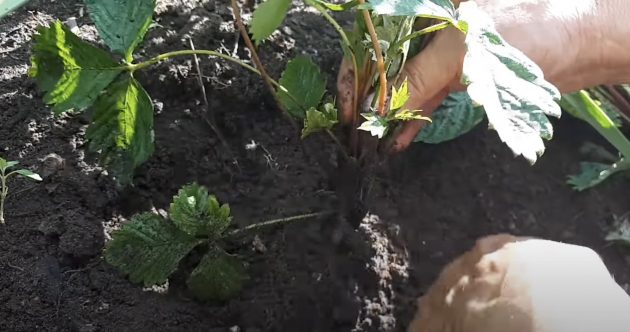 Как пересадить клубнику делением куста: посадите клубнику