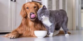 Дух авантюризма и осторожность: учёные рассказали, как кошки и собаки влияют на своих хозяев
