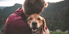 Учёные: собаки способны плакать от радости при виде хозяина