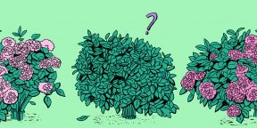 5 причин, почему не цветёт гортензия