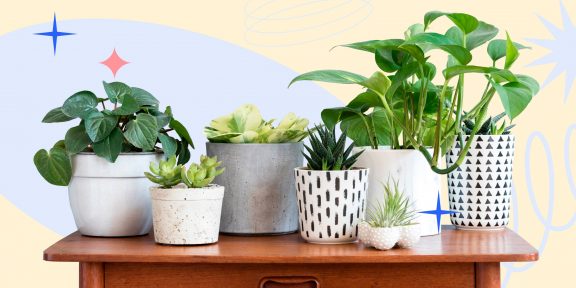 6 способов убедиться, что домашние растения переживут ваш отпуск