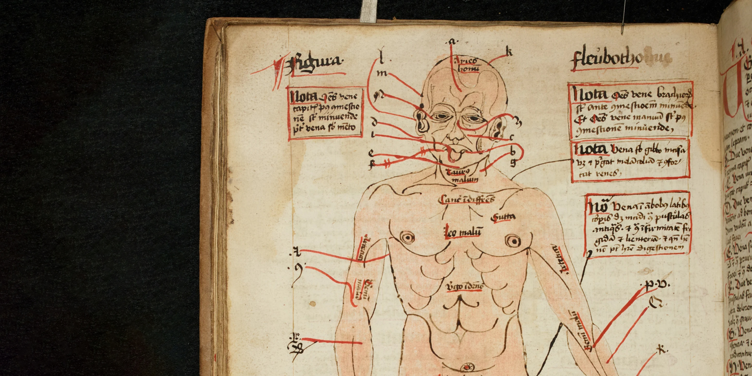 Кровопускание и солёные совы: Кембридж запускает проект о суровой средневековой медицине