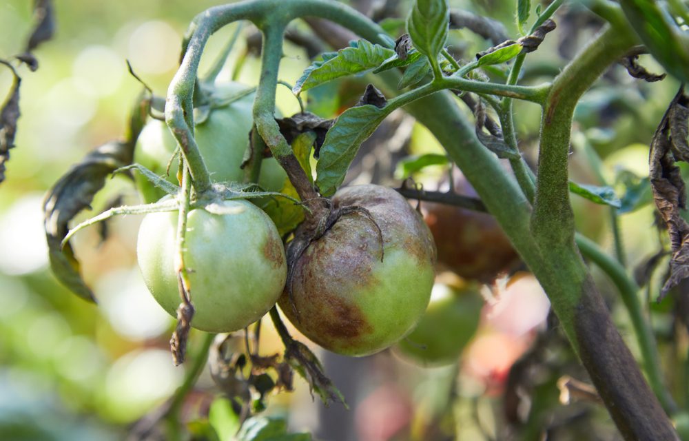 Как бороться с фитофторой на помидорах, картофеле и других растениях -Лайфхакер