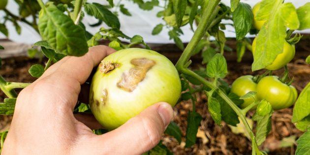 Как бороться с фитофторой на помидорах в открытом грунте?