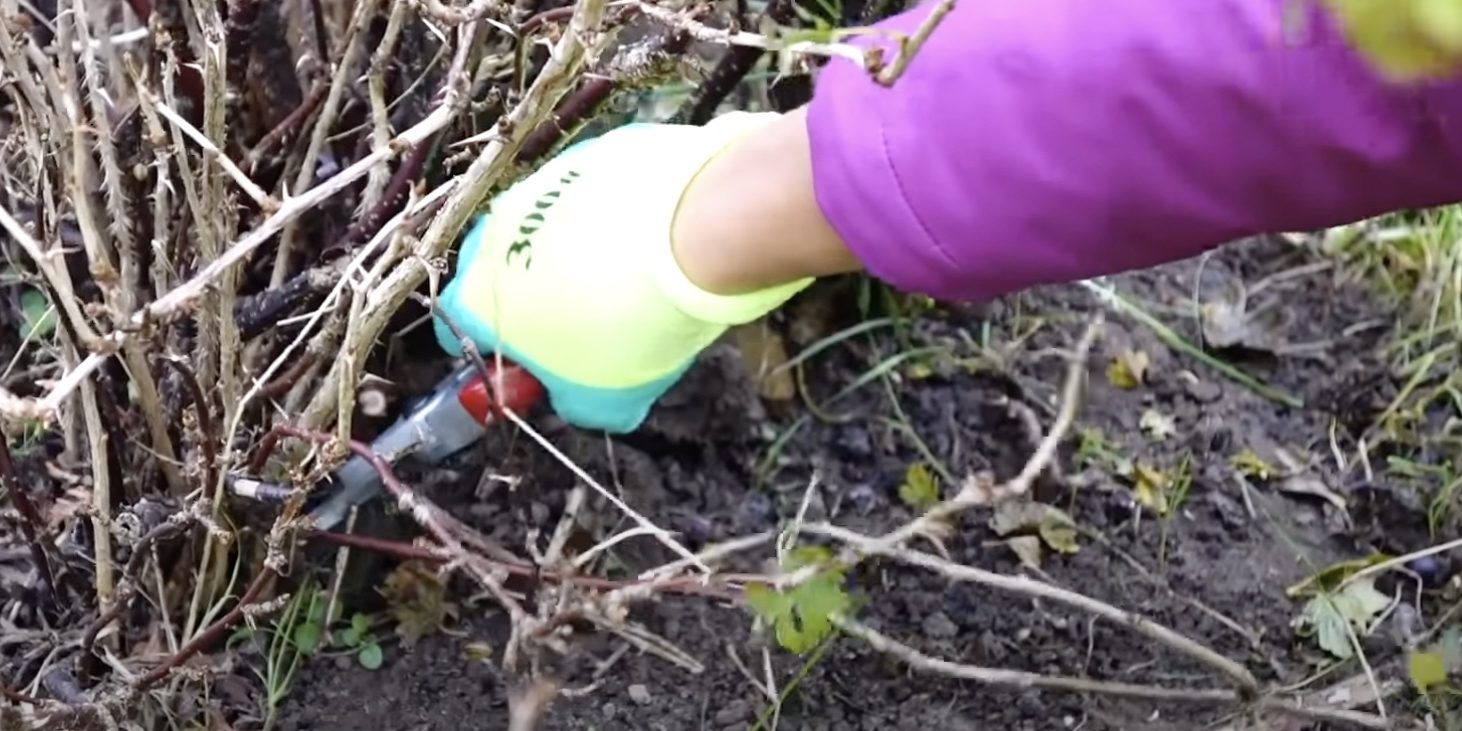 Обрезка крыжовника осенью