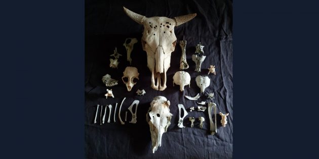 Кости животных