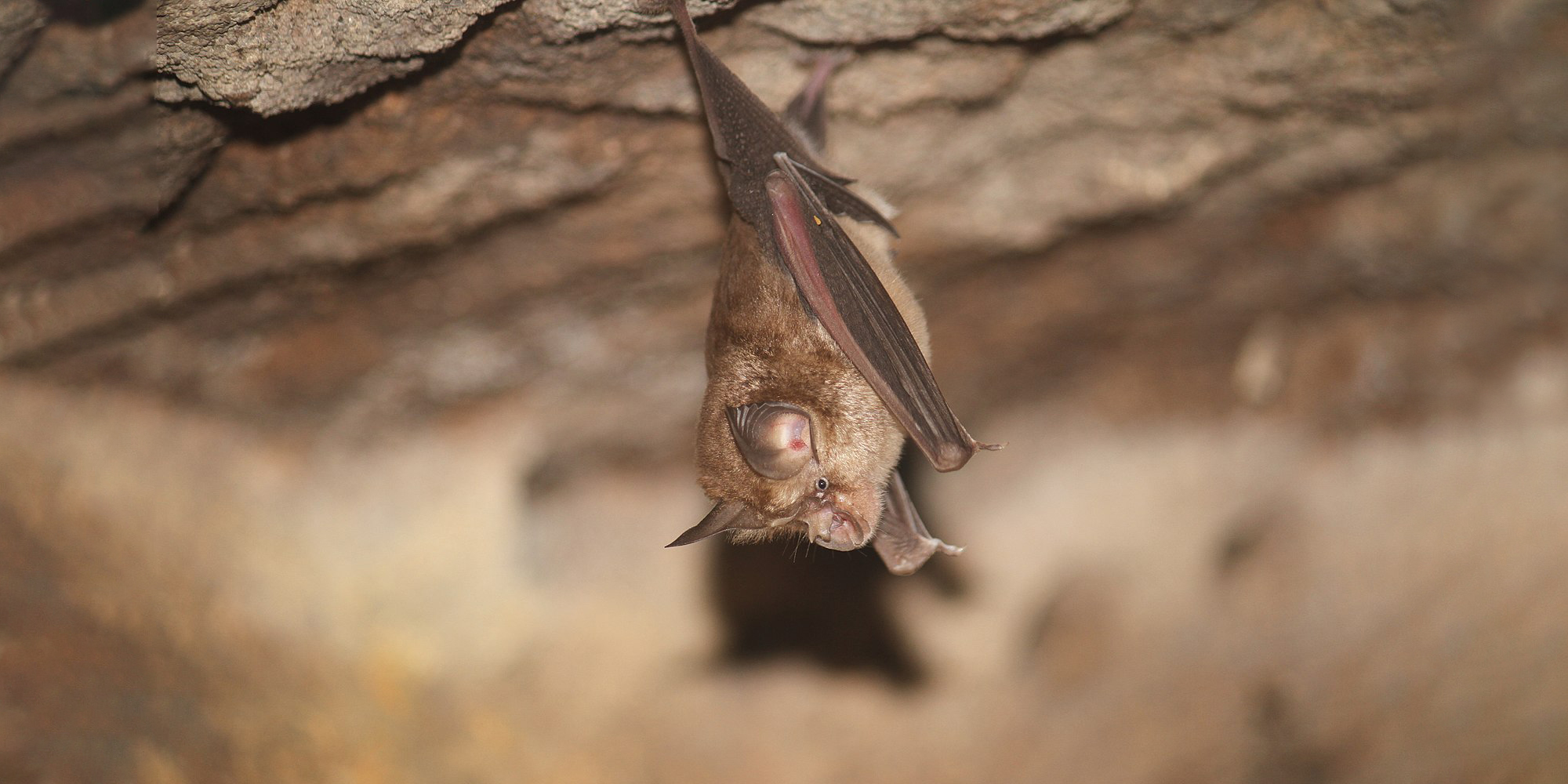 российский коронавирус