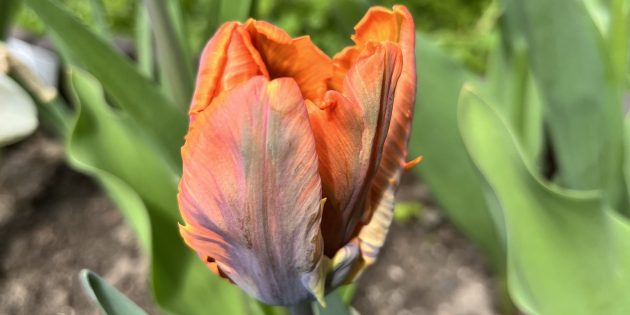 Какие цветы сажают осенью: тюльпан